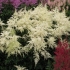 Astilbe biały: zdjęcie, cechy uprawy